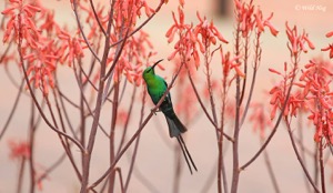 Malachite Sunbird