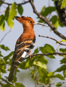 African Hoopoe