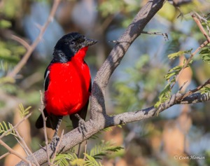 Crimson-breasted Shrike