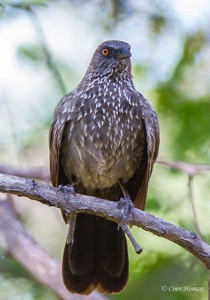 Arrow-marked Babbler