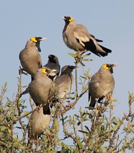 Wattled Starling