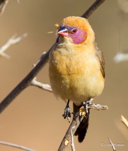 Female Violet-eared Waxbill