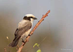 Southern White-crowned Shrike