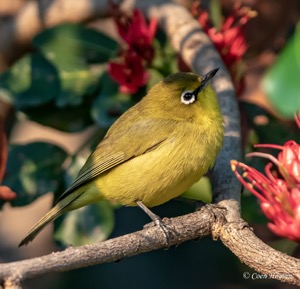 Cape White-eye 