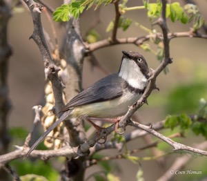 Bar-throated Apalis