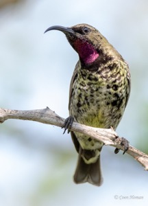 female