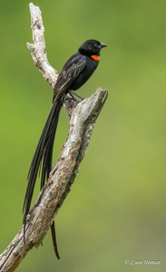 Red-collared Widowbird