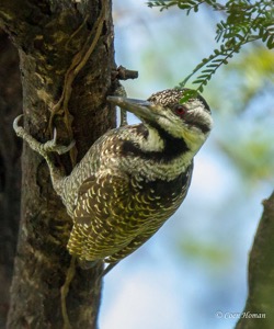 Female Bearded Woodpecker