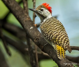 Cardinal Woodpecker