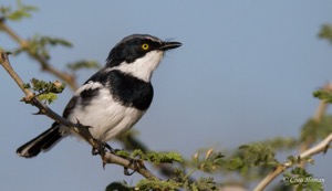 Chinspot Batis m