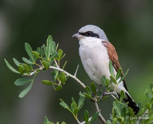 Red-backed Shrike