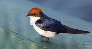 Wire-tailed Swallow