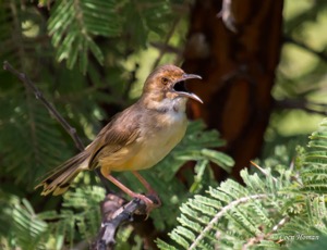 Red-faced Cisticola