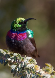 Marico Sunbird