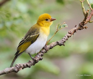 Female Red-headed Weaver