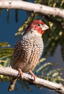 Red-headed Finch