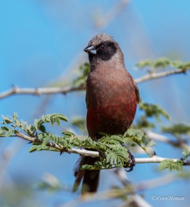 Black-faced Waxbill