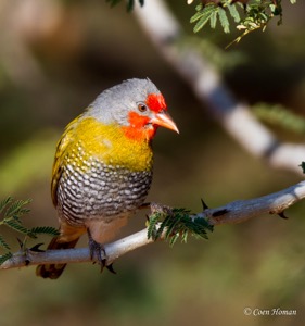 Green-winged Pytilia