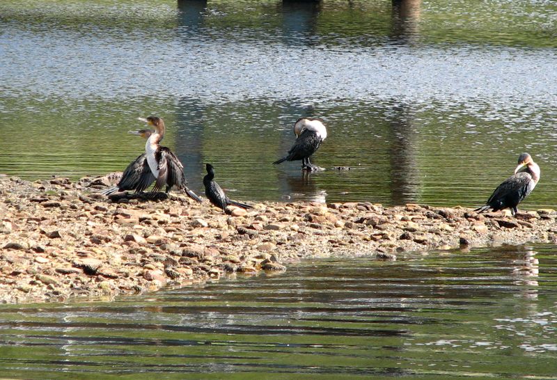 The largest and the smallest of our cormorants