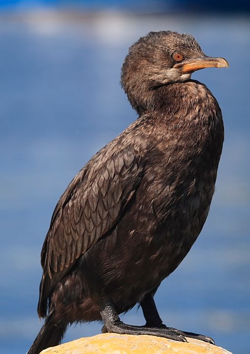 Crowned Cormorant juv