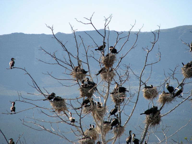 White-Breasted Cormorant 