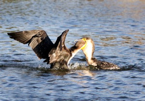 White-breasted Cormorant feeding her young