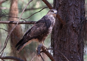 Forest Buzzard