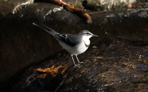 Mountain Wagtail