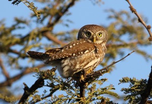 Pearl-spotted Owlet