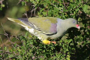 African Green-Pigeon