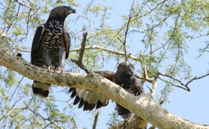 Crowned Eagle