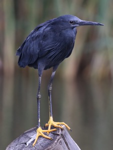 Black Heron