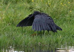 Black Heron