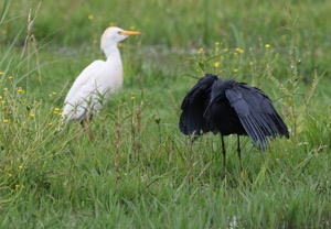 Black Heron