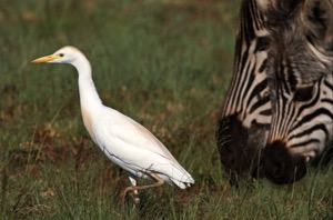 Western Cattle Egret