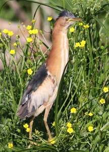 Little Bittern