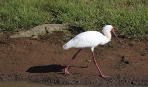 African Spoonbill