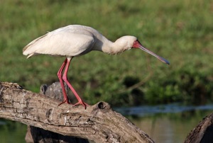 African Spoonbill