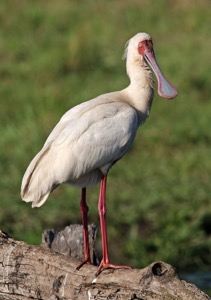 African Spoonbill