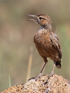 Spike-heeled Lark