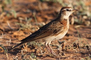 Red-capped Lark