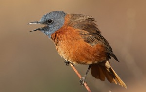 Cape Rock Thrush