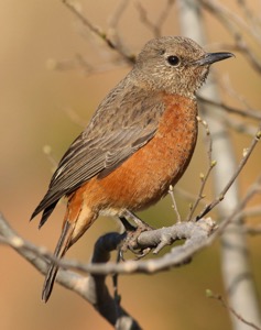 Cape Rock Thrush female