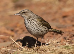 Striped Pipit