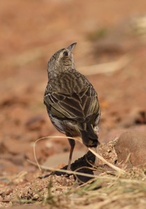 Striped Pipit