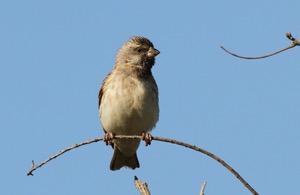 Black-throated Canary