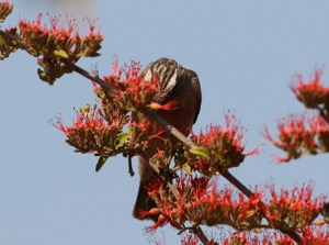 Streaky-headed Seedeater