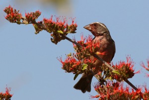 Streaky-headed Seedeater