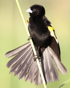 White-winged Widowbird