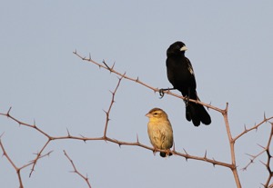 White-winged Widowbird